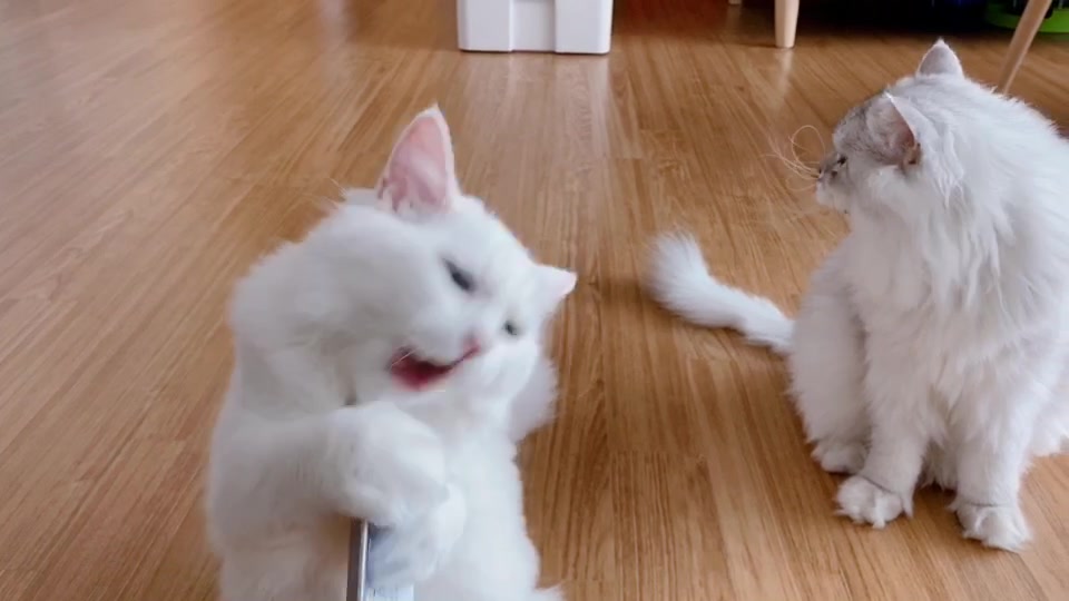 @Yuliandcats