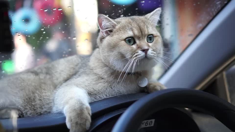 @Cruise_cat