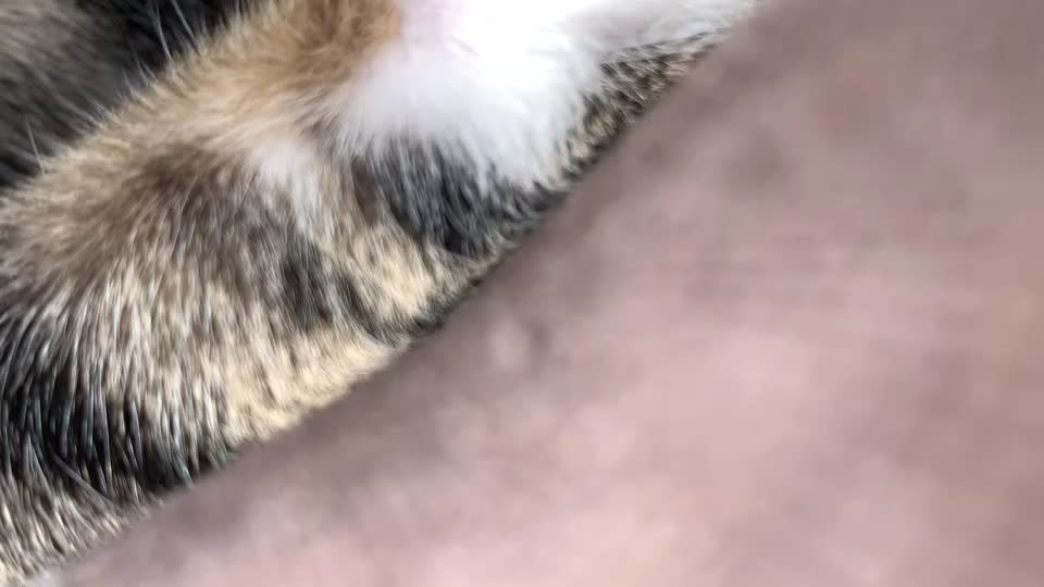 @蘇熙