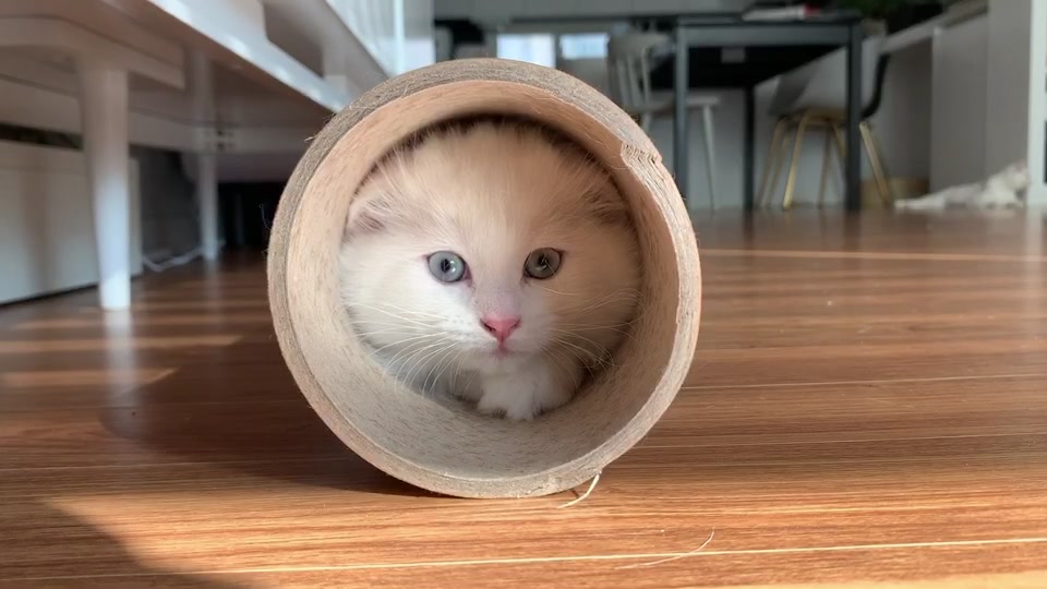 @Yuliandcats