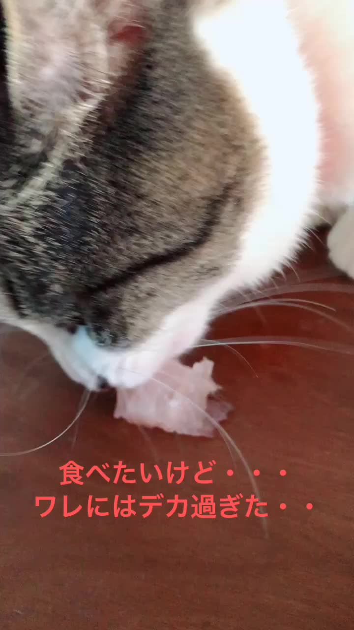 @rinyumi