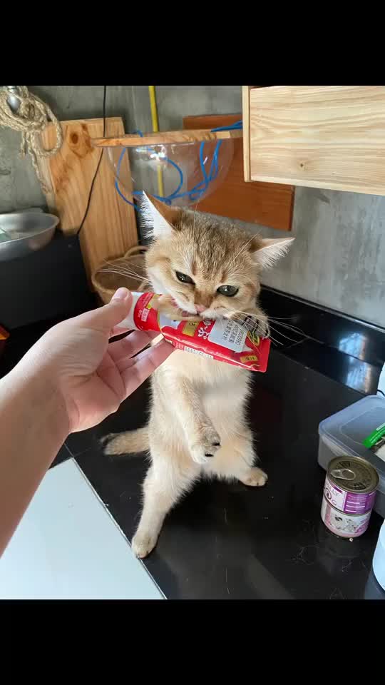 @Cruise_cat