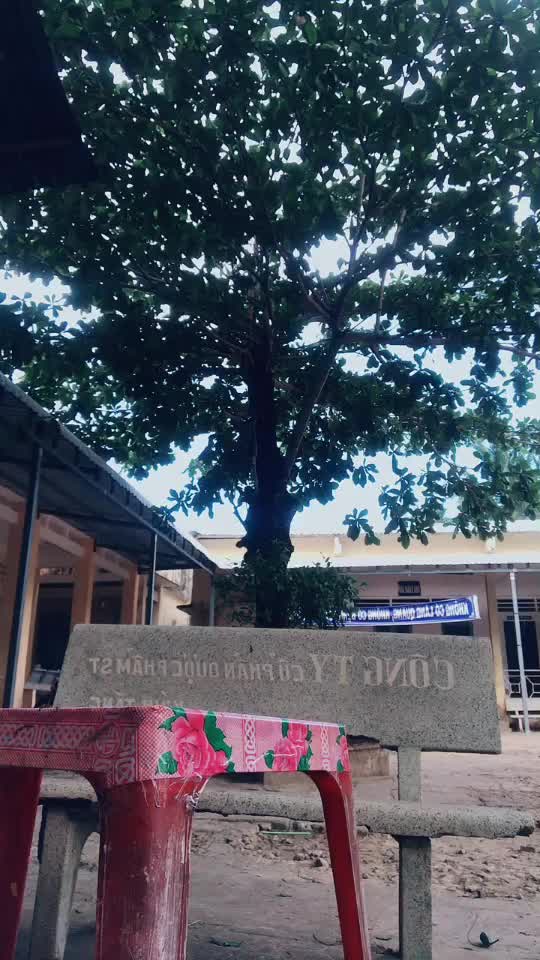 @Gấu tik tok