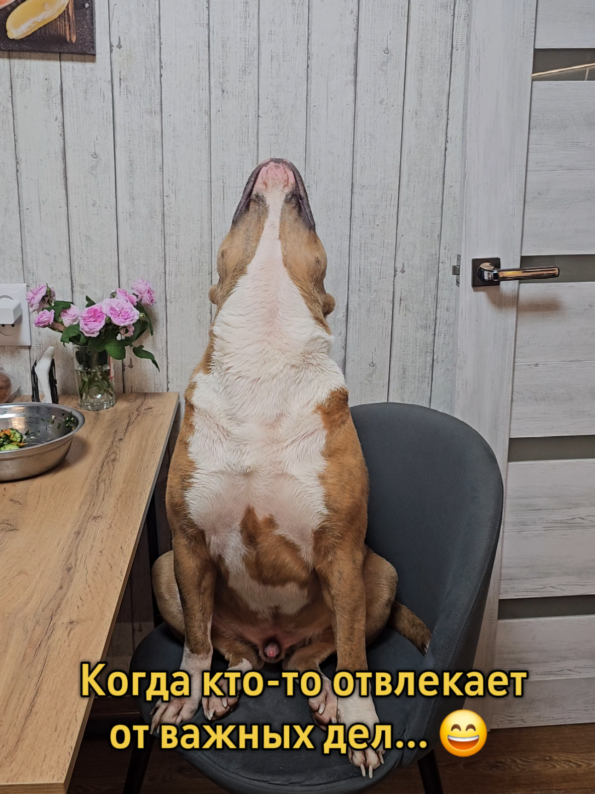 @Pitbul Fred