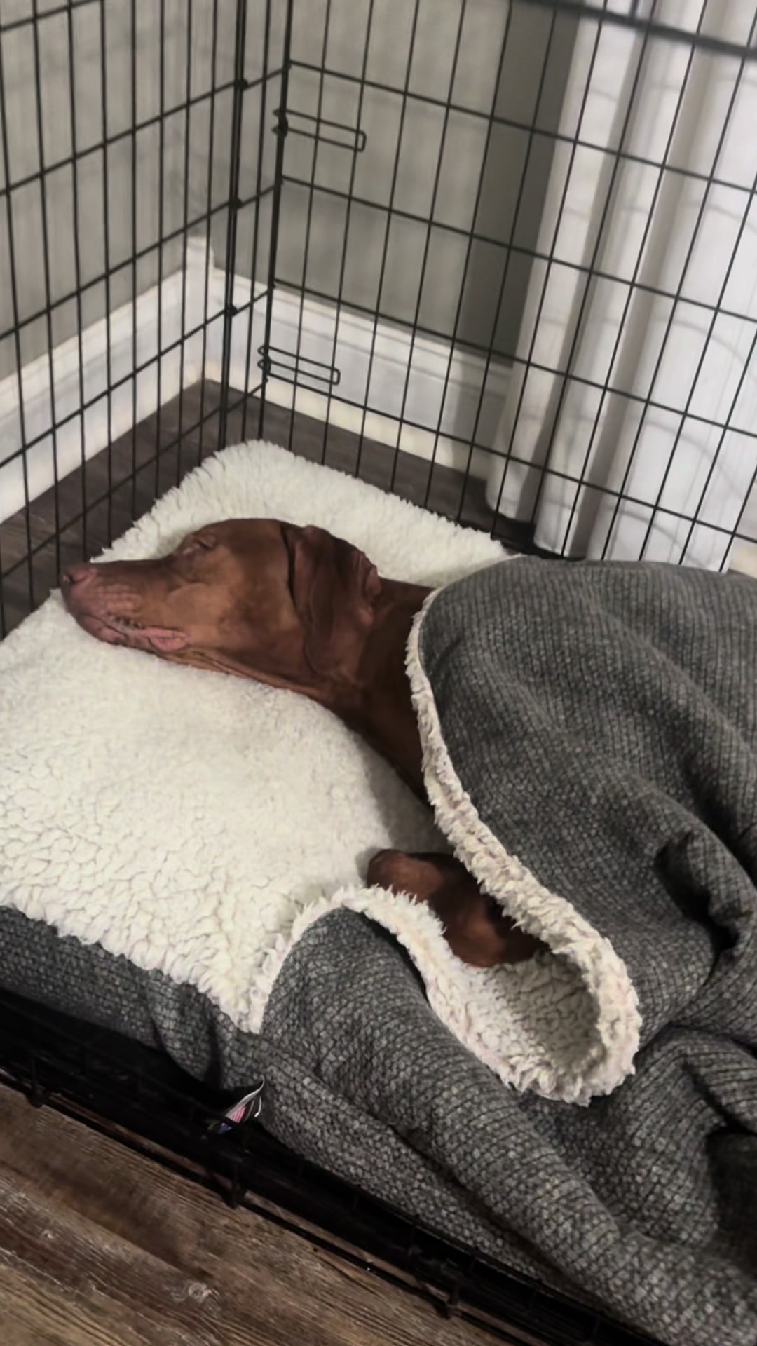 @Tycho the vizsla