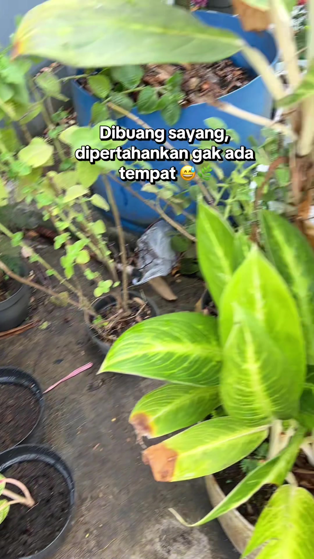 @K_Ami