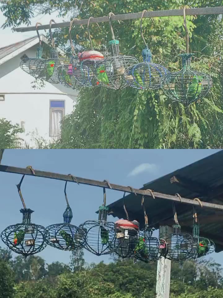 @Srindit Hanter 👑🦜