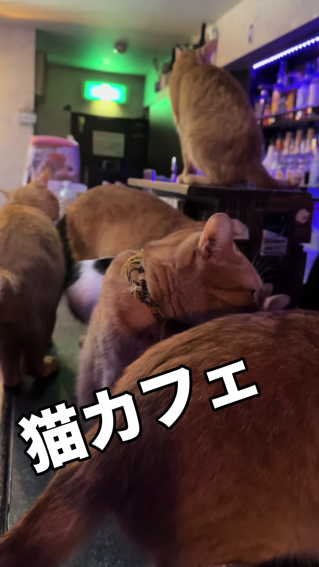 @Cats in the Box.