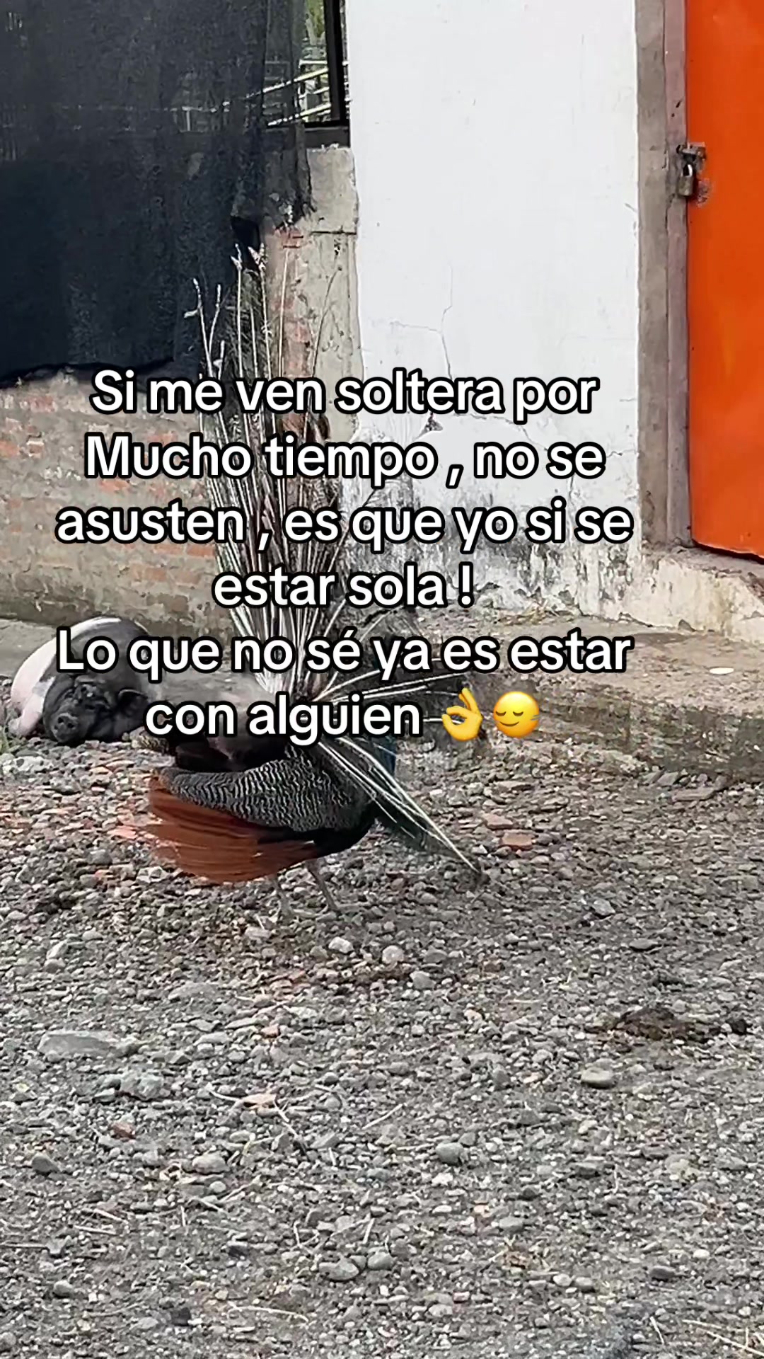 @Juliana Montenegro