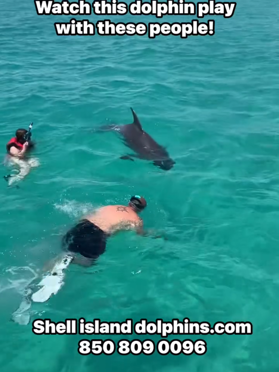 @Shell Island Dolphin Tours 🐬