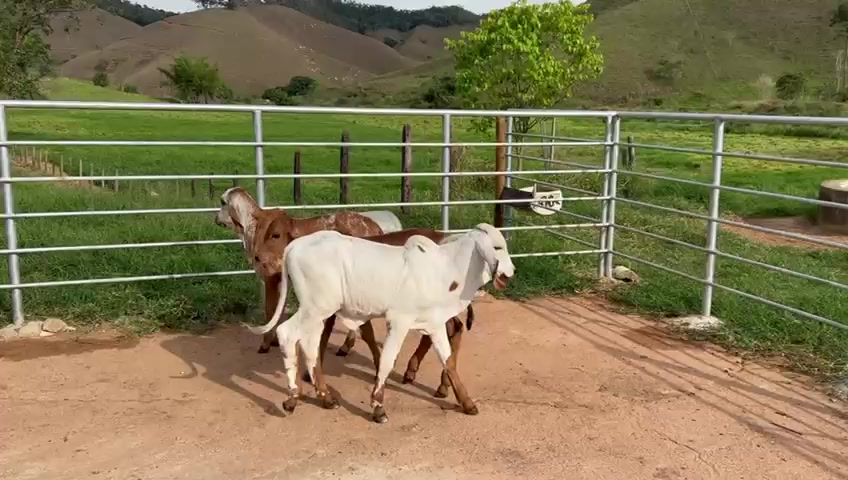 @jorgevianajr