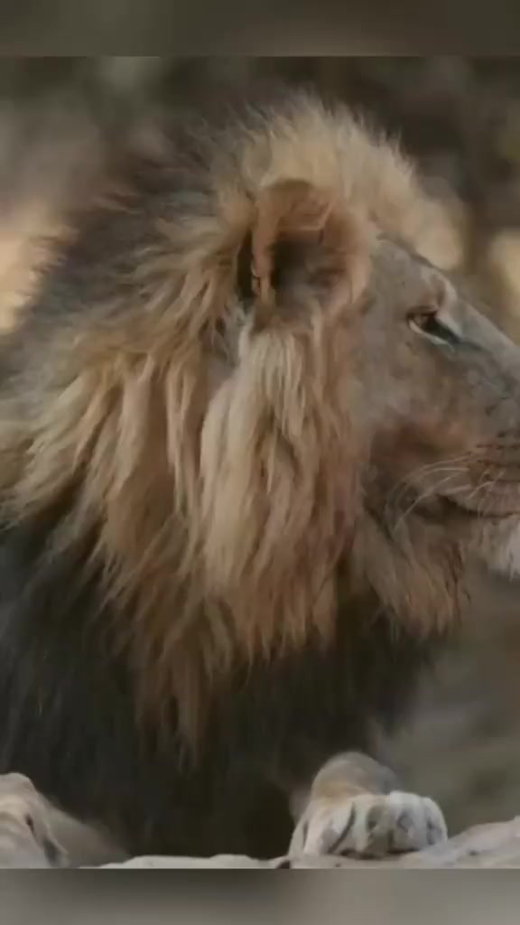 @๐ ๐ฆ KING LION๐ฆ๐
