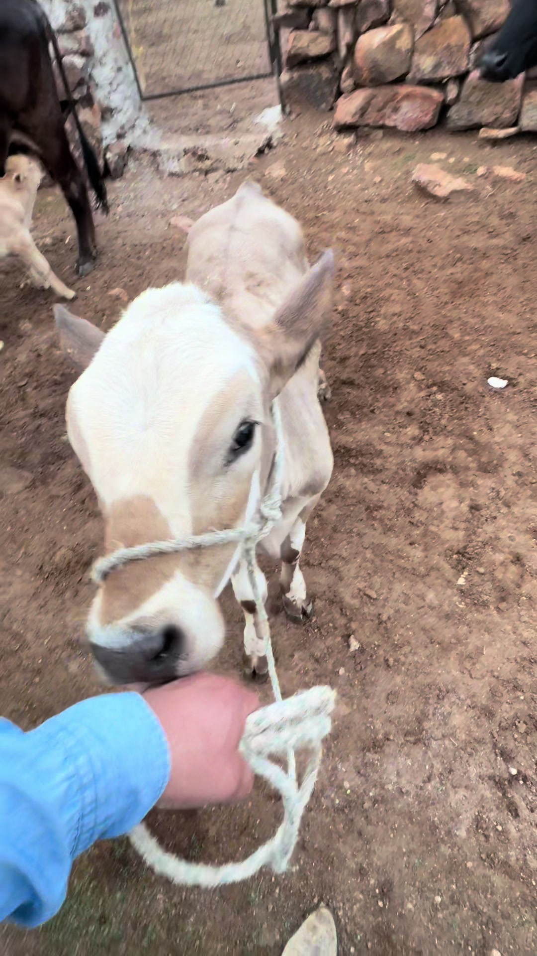 @El zurdo🌵🐴
