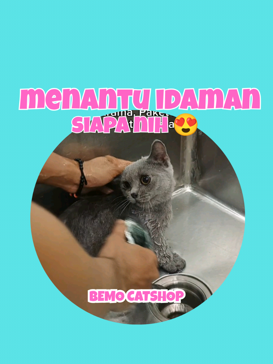@Bemo Catshop