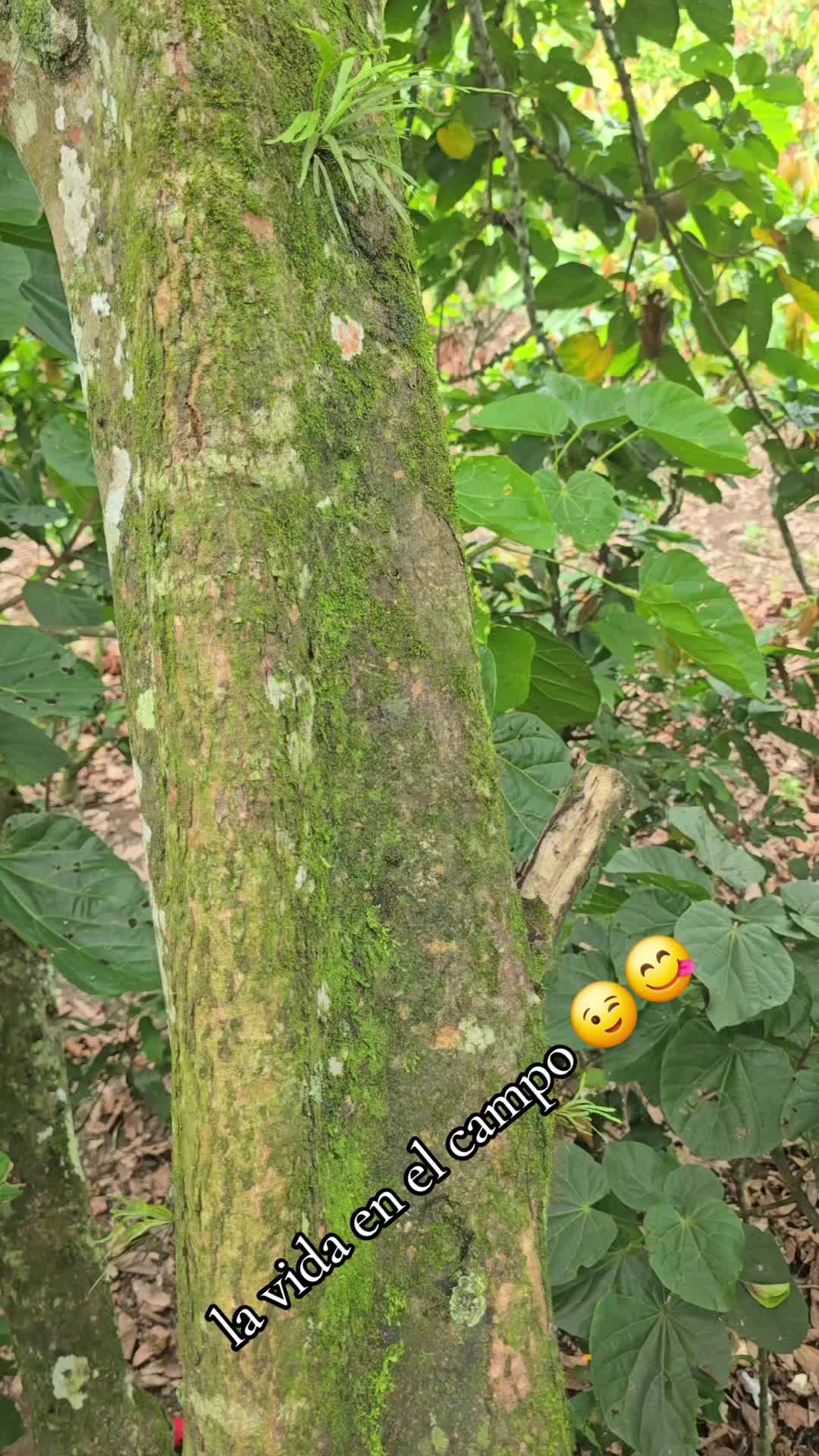 @🐓TU GALLO FINO 🐓