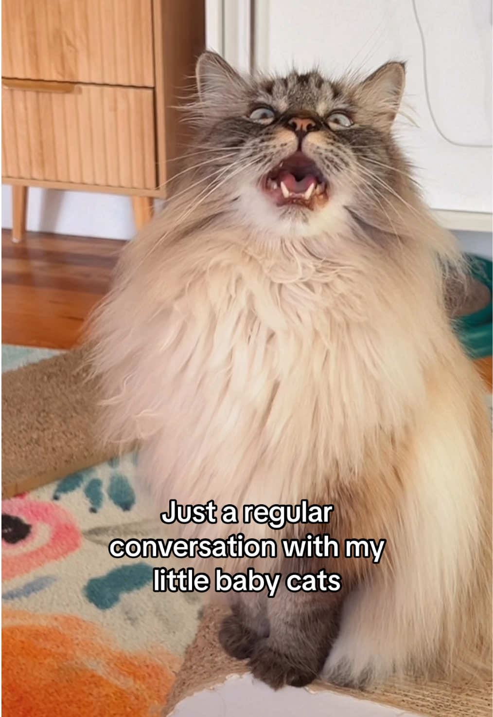 @My Cat Is People 🇨🇦