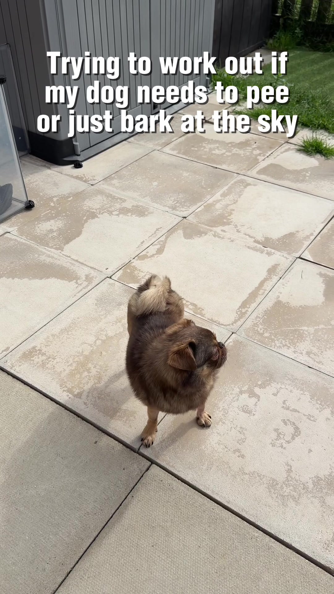 @ChilliThePug