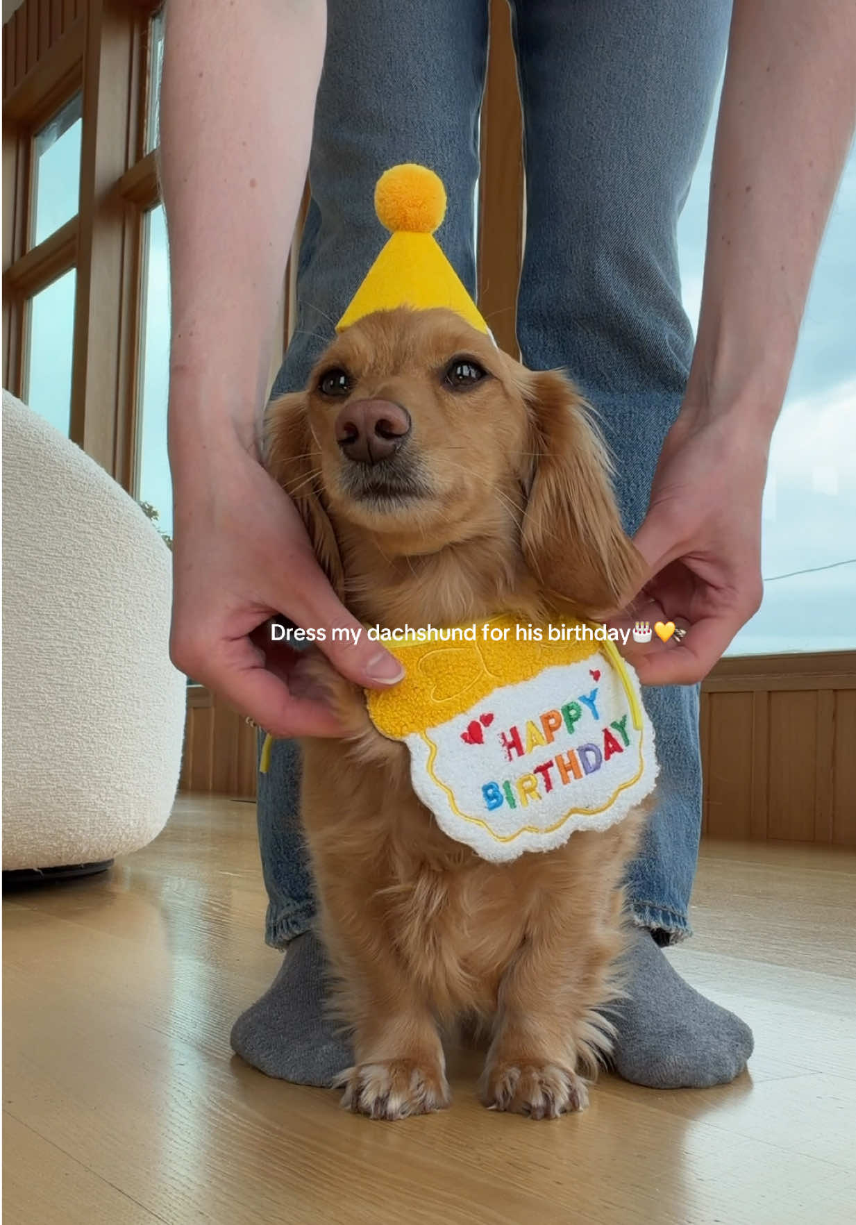 @cashewdachshund