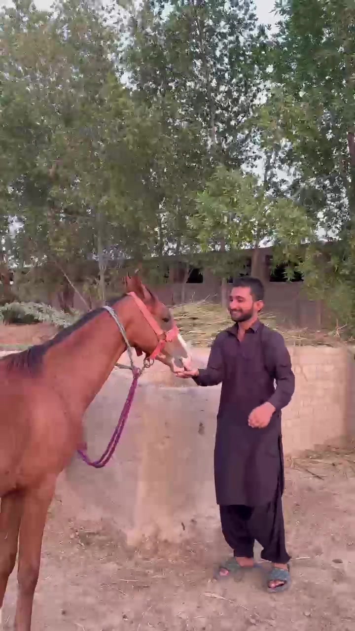 @ذیشان 👑