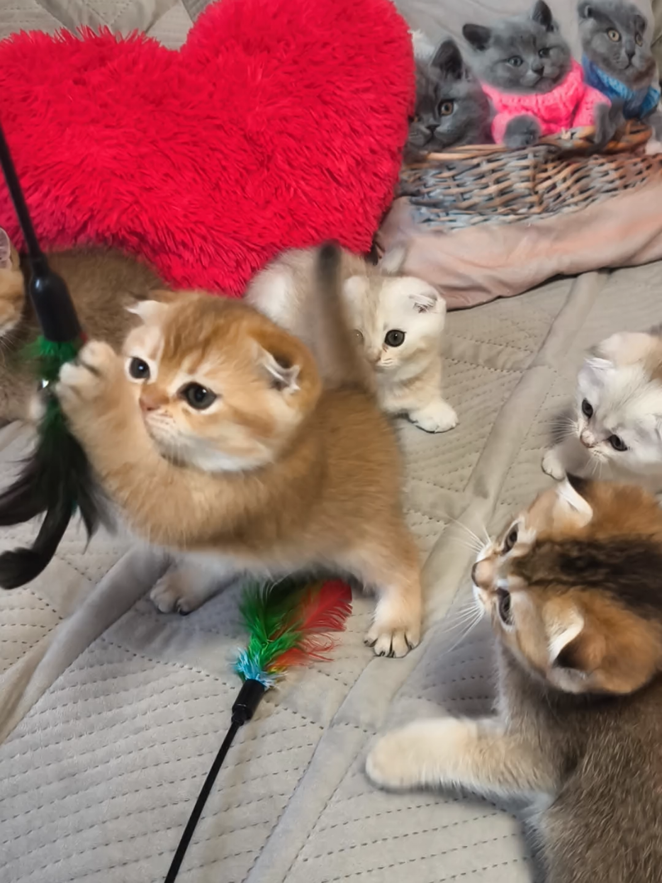 @Кошенята шотландські 😻