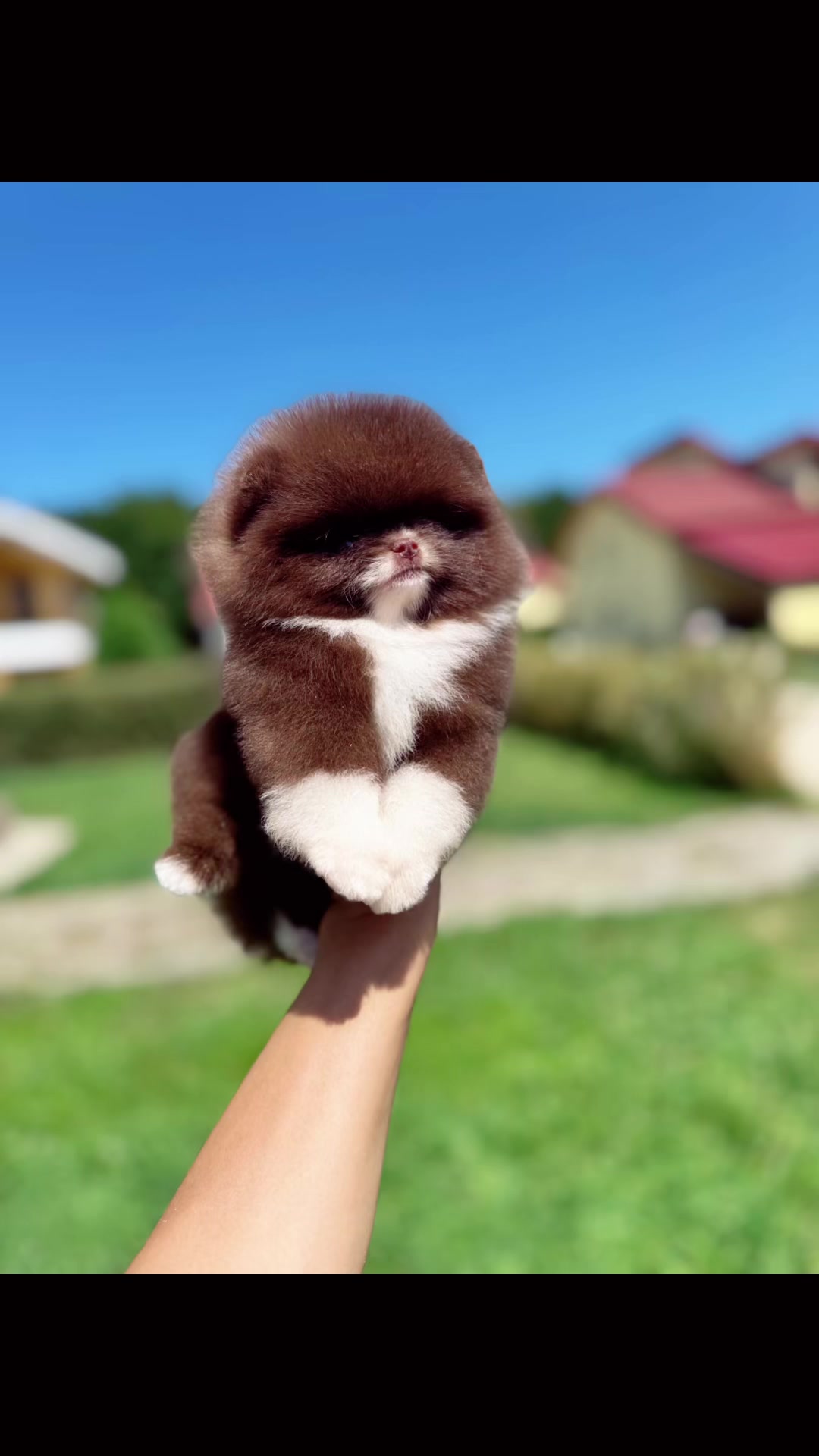 @Pomeranian.Glamour