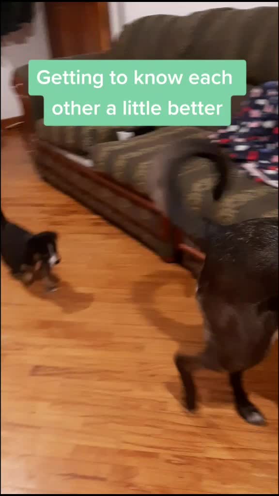 @Nala_and_Raya
