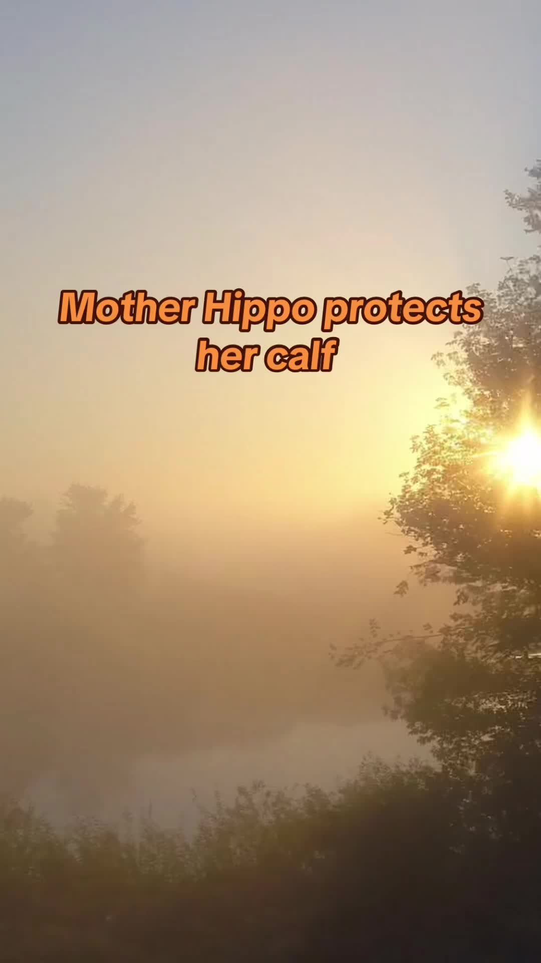@babyhippoco