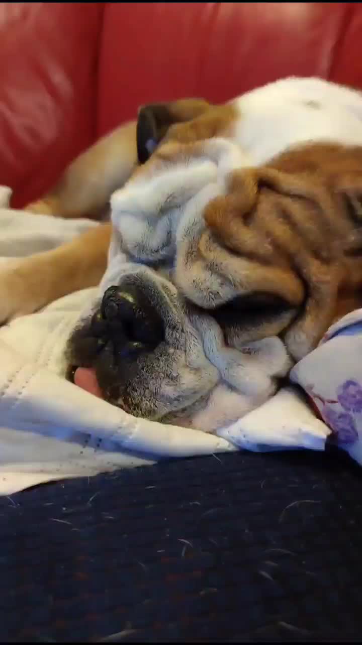 @In memory of Ben "The Bulldog"