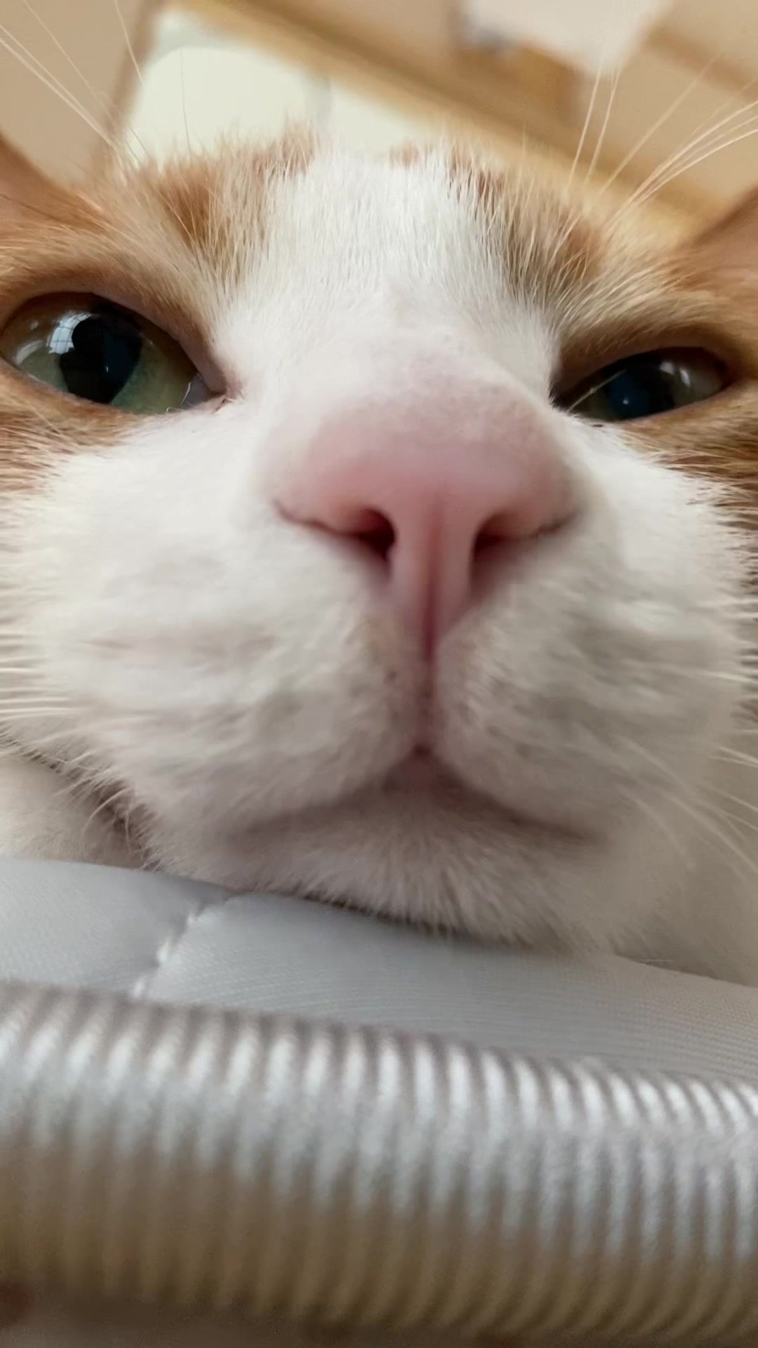 @猫のはっさく