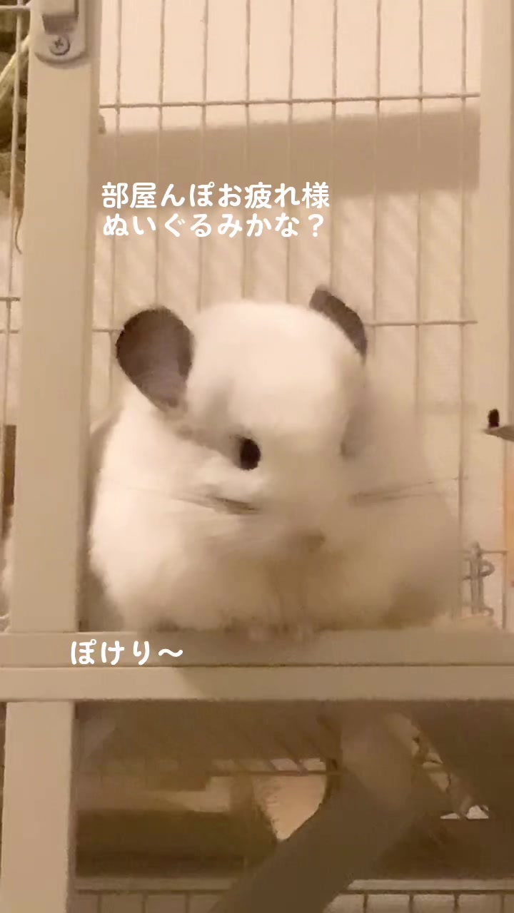 @アンゴラチンチラの雨くん