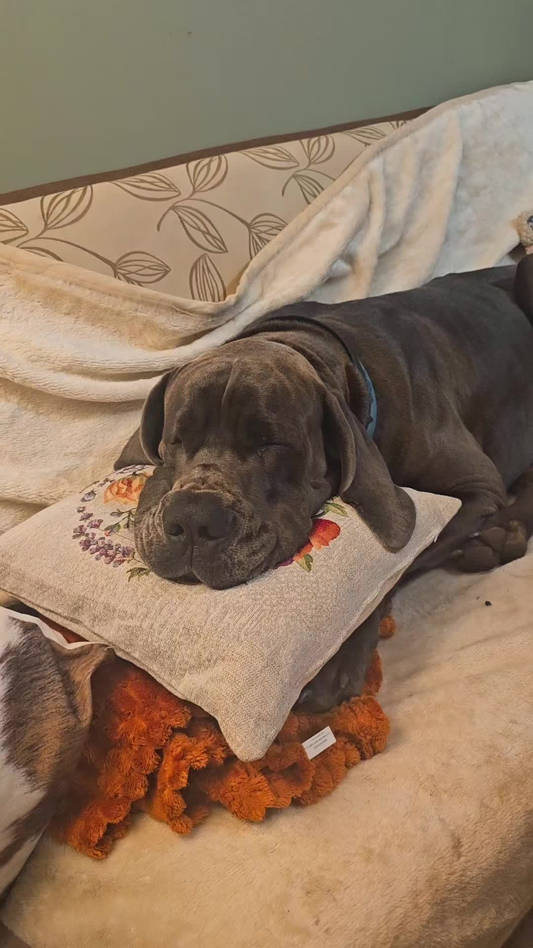 @Dog Niemiecki Benek
