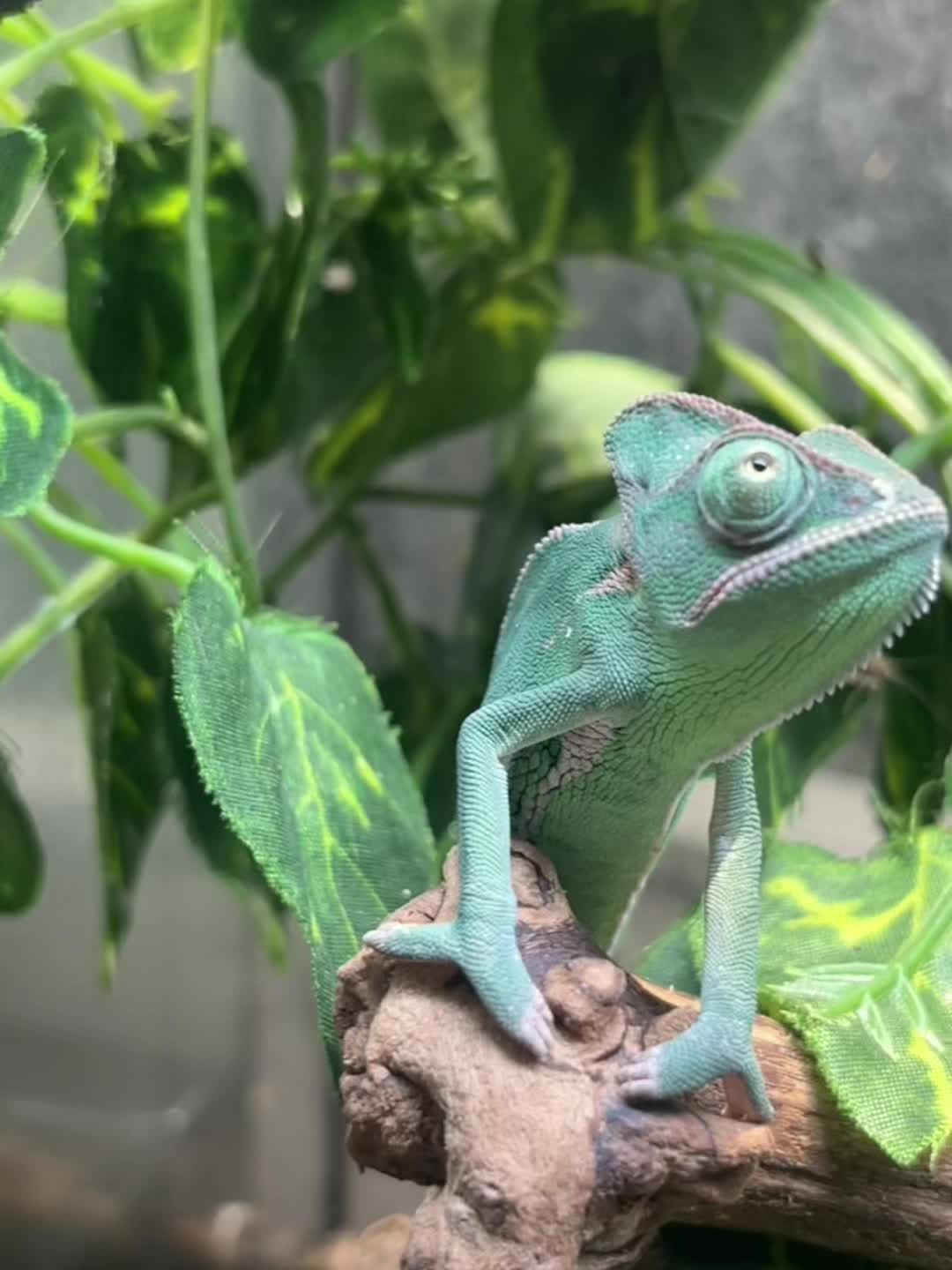 @Dobs Pets and Exotics