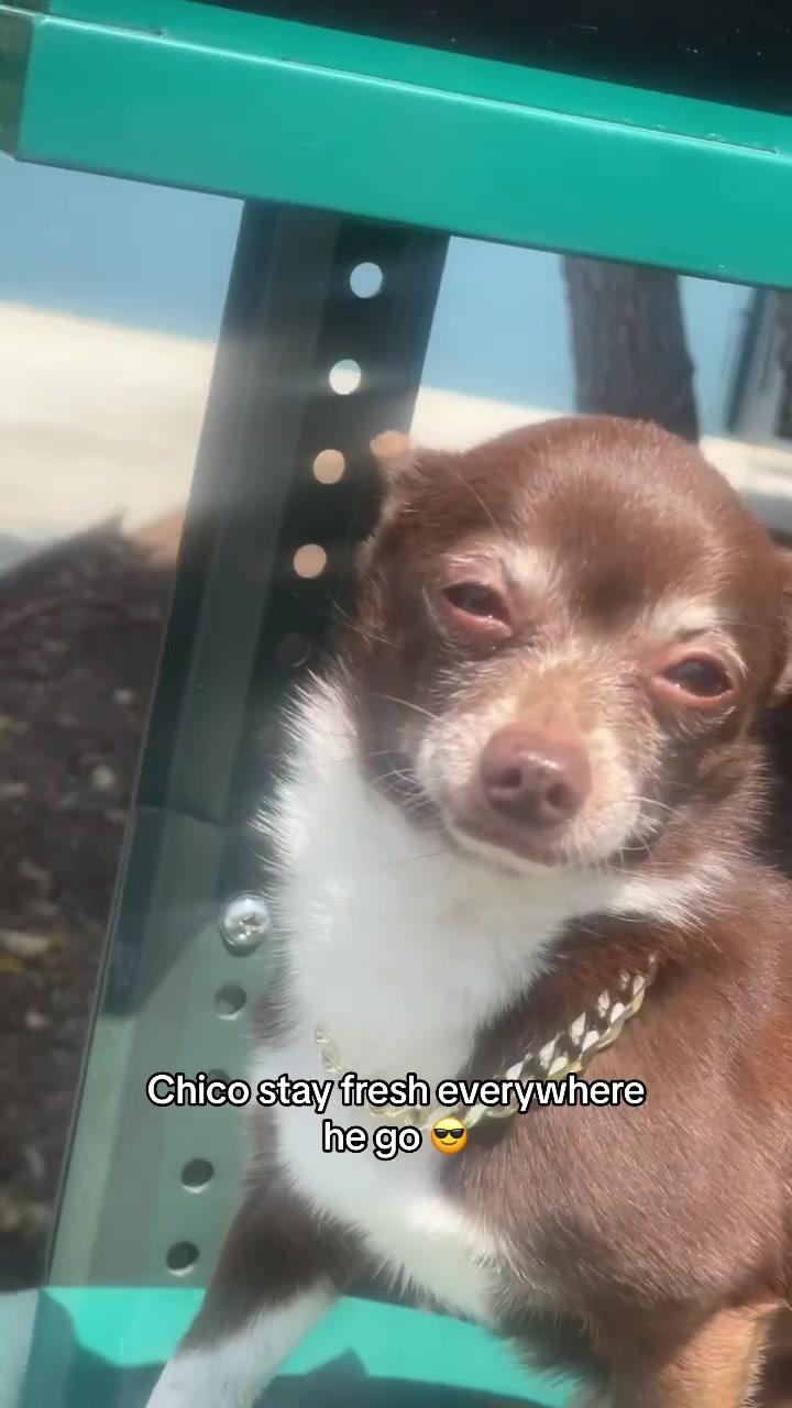 @Chico