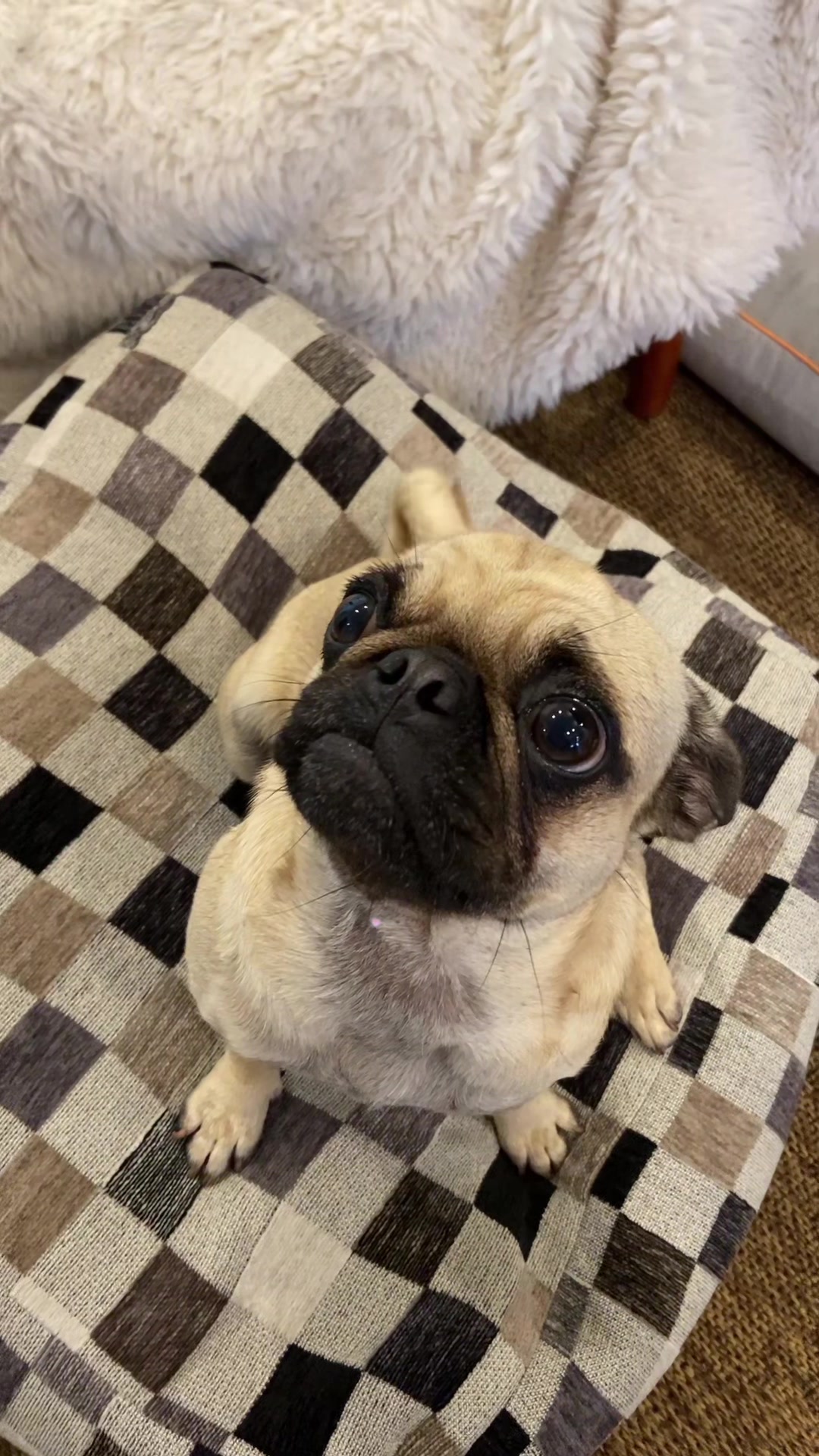 @thedoguepile