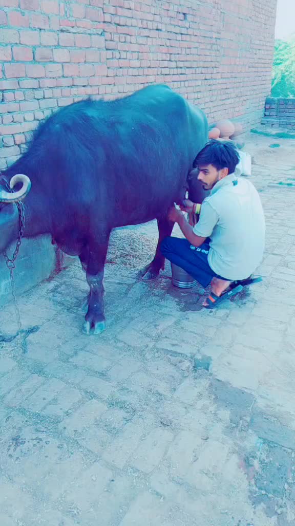 @GUJJAR _SHAAB