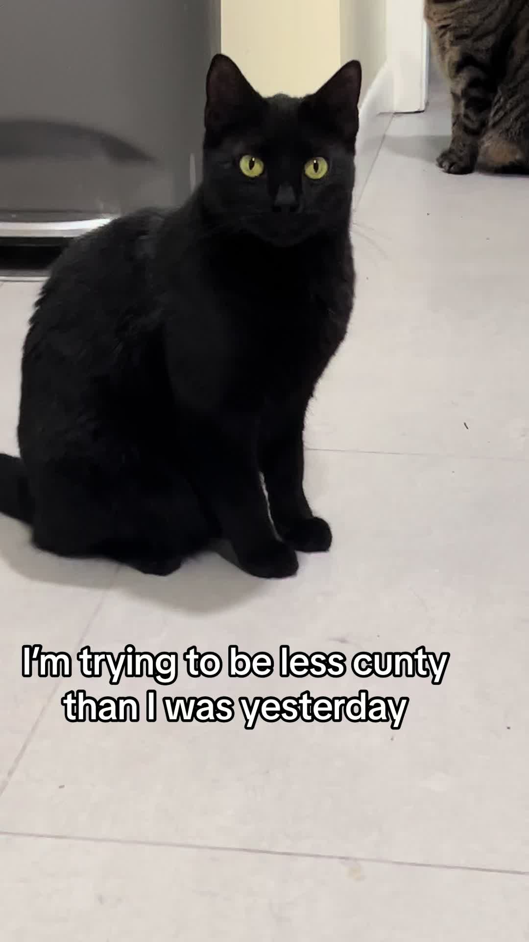 @Five.Meows