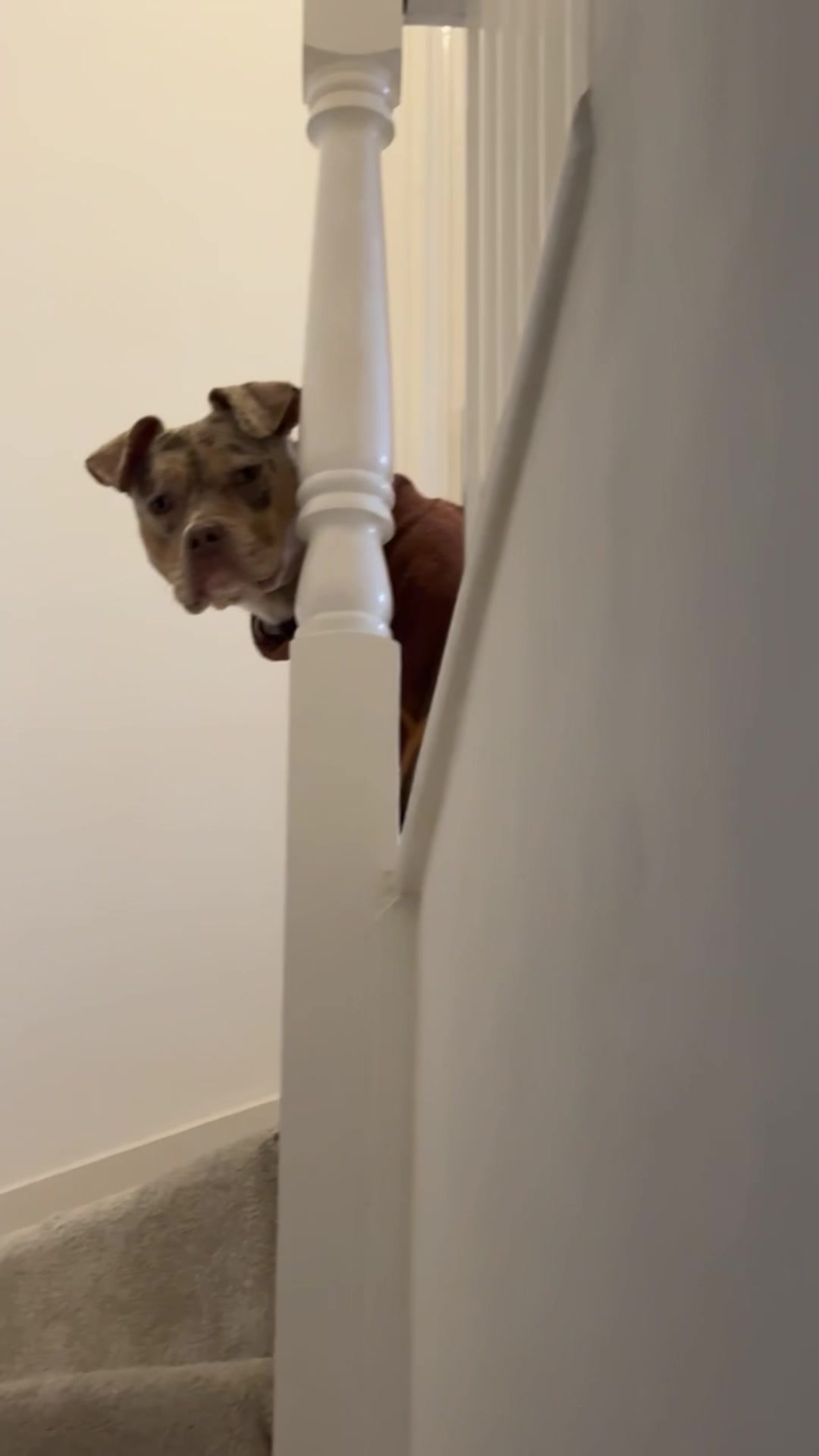 @Rue the Rescue