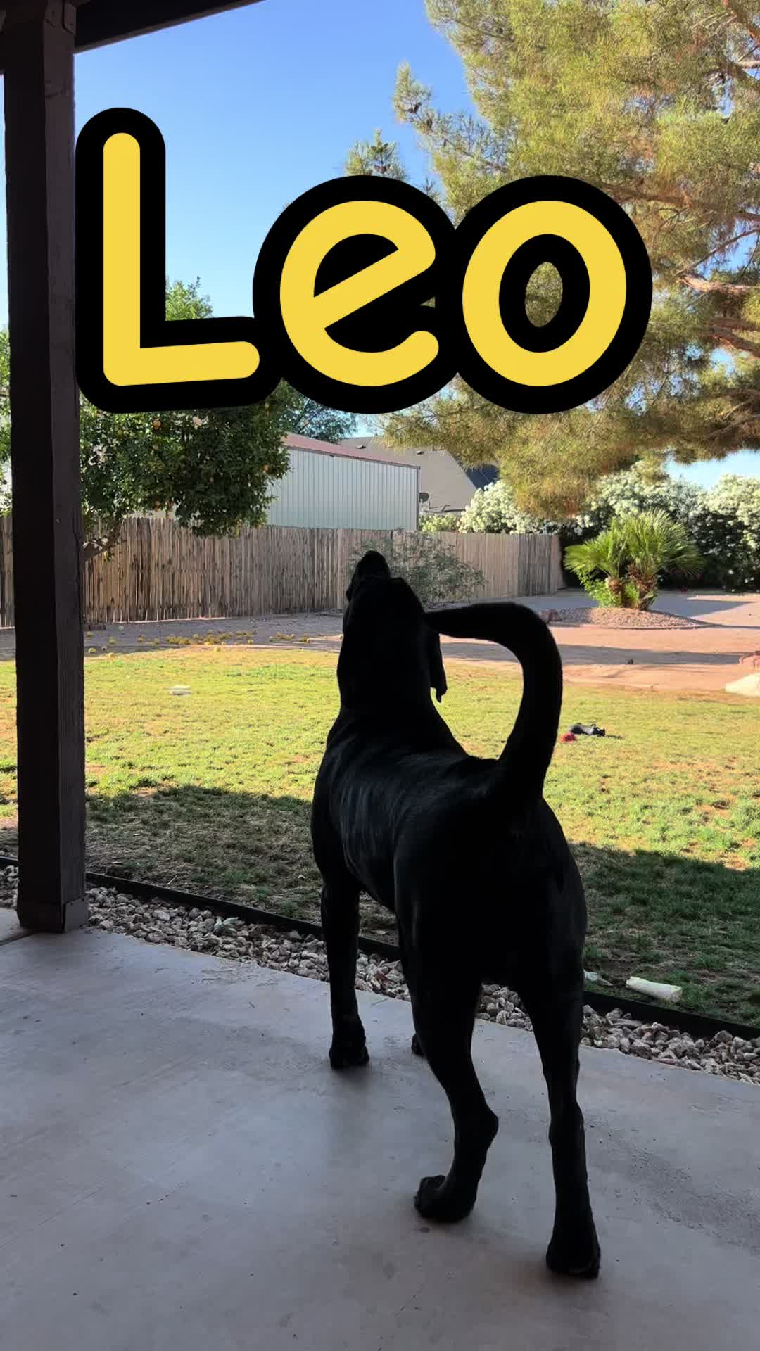 @Leo&rsquo;s mama