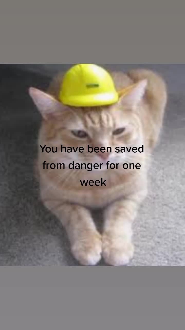 @Safety Cat
