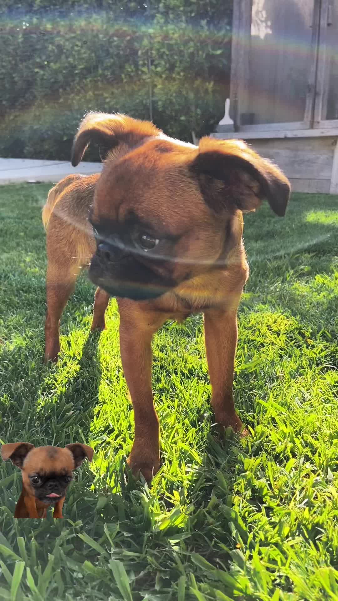 @thedoguepile