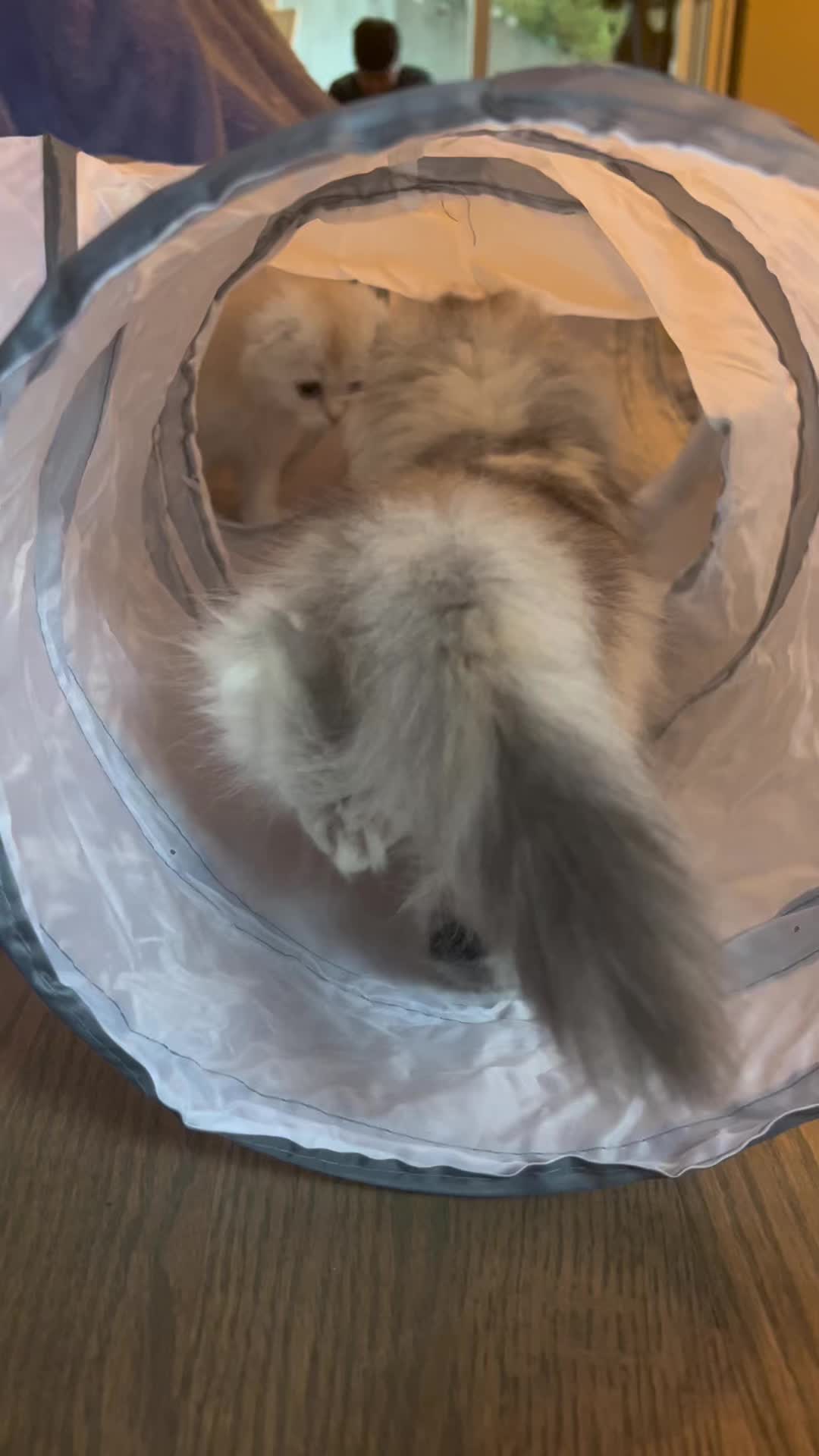 @Chester_and_Pepper