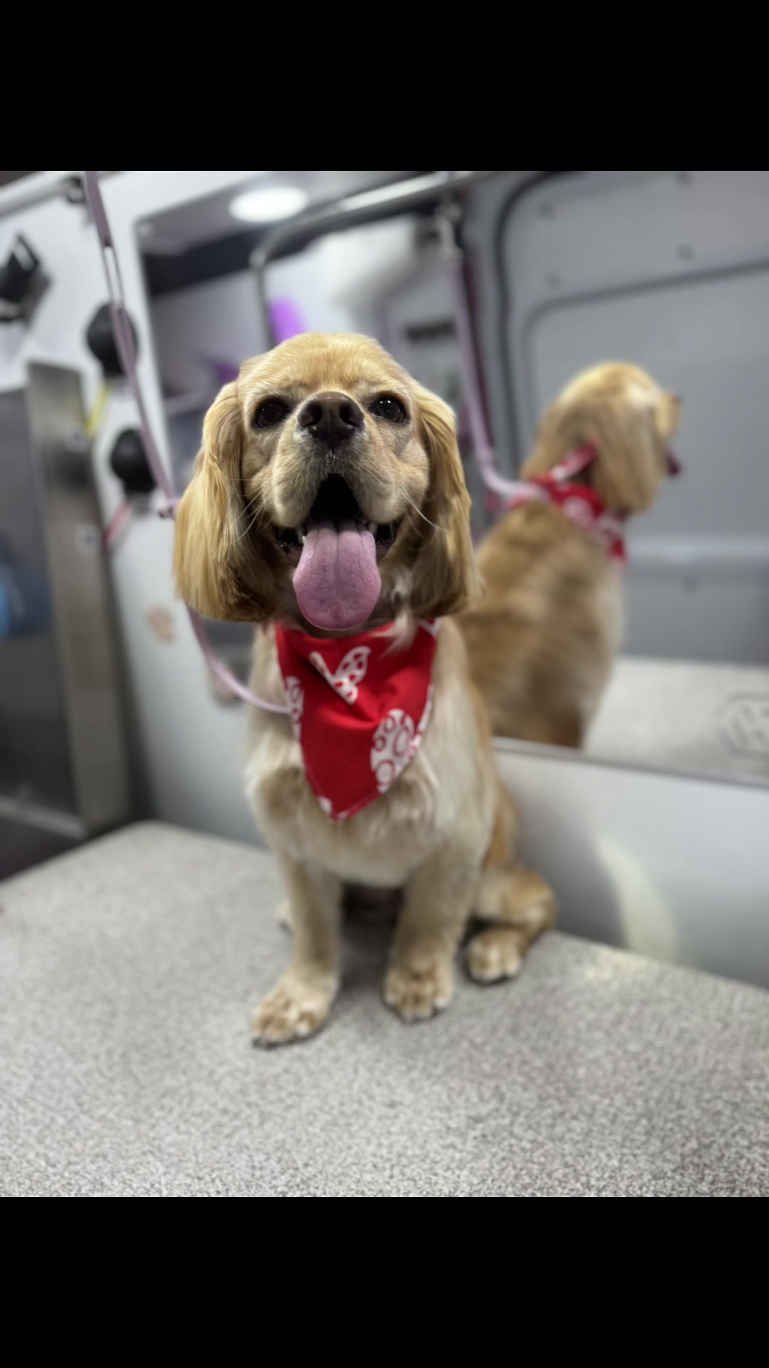 @the_Pawfectionist