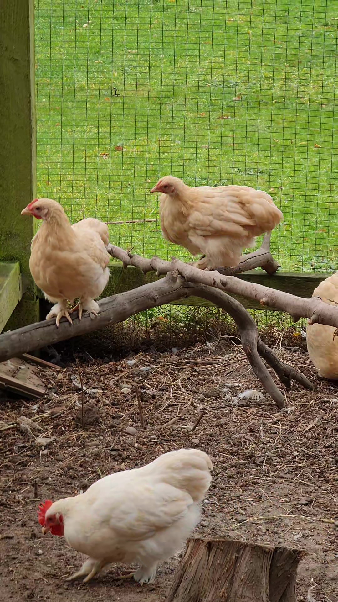 @Little Laying Chickens Shop