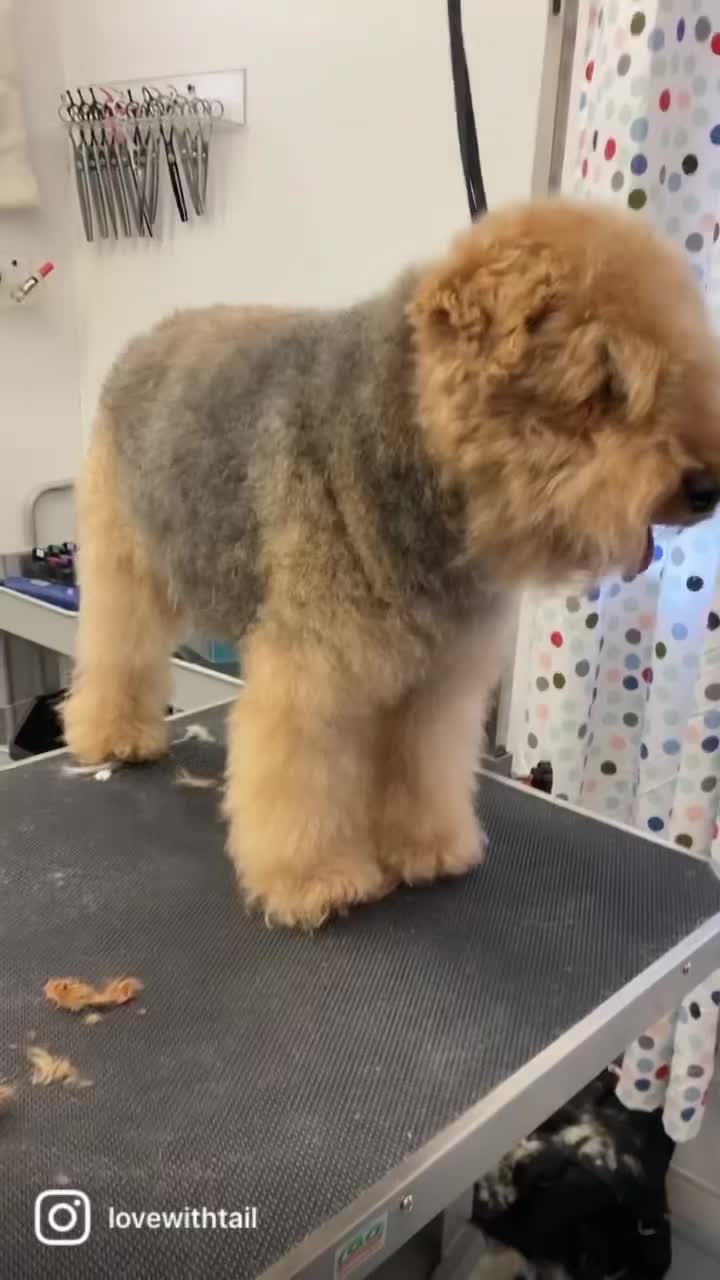 @lovewithtails