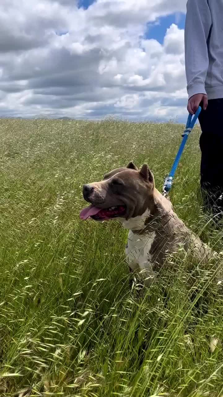 @Morales.kennels
