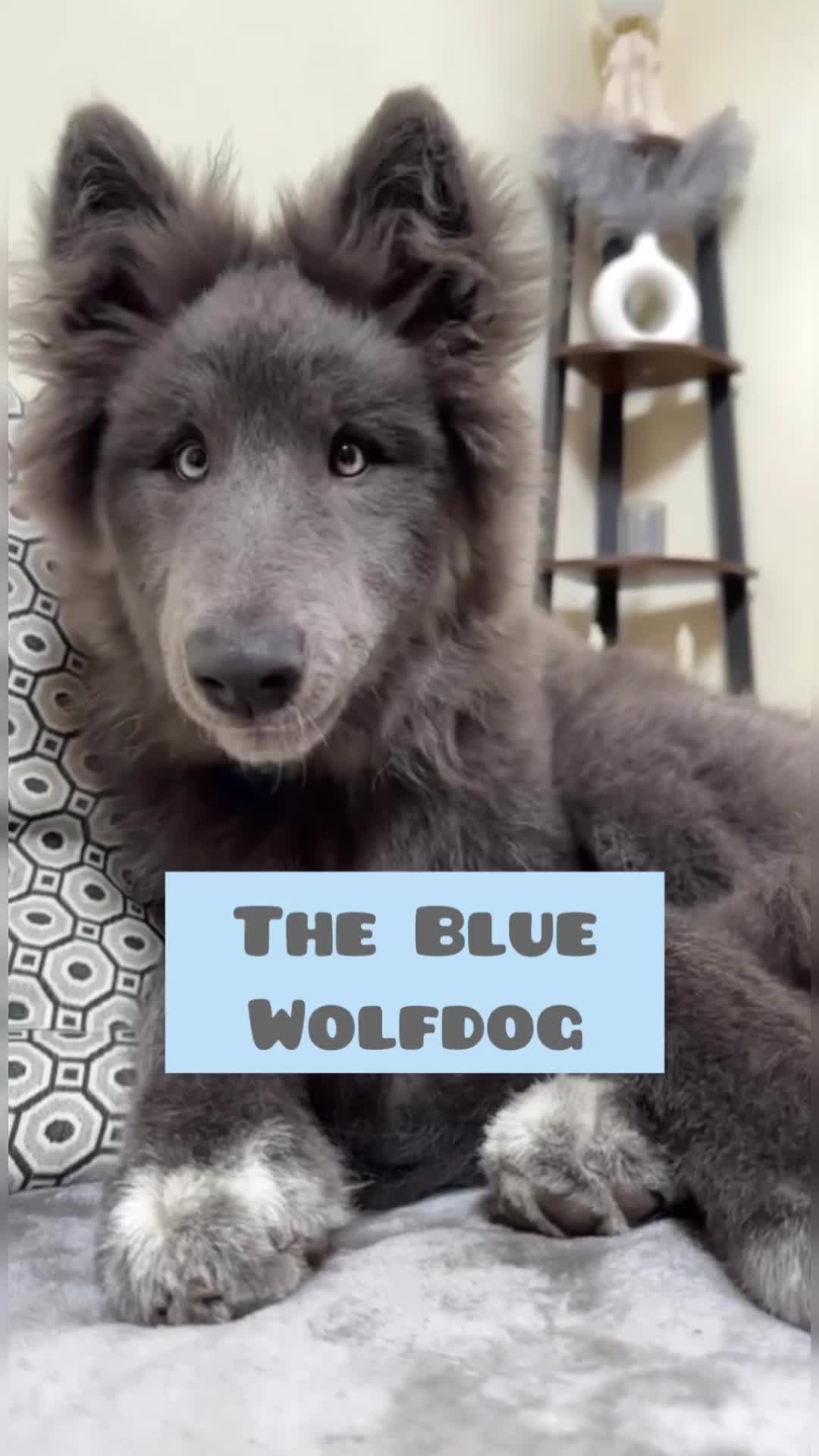 @My Blue Wolf