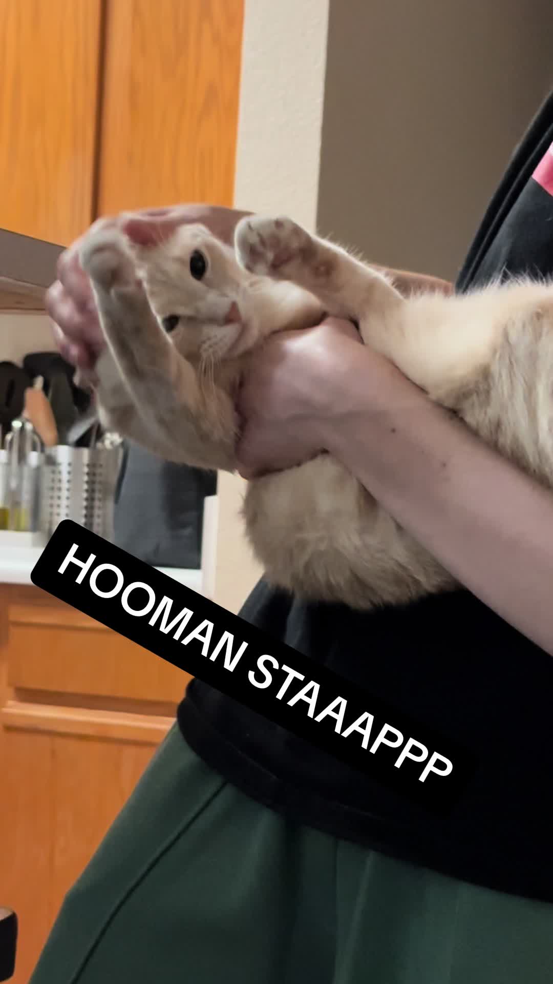 @roti_the_cat