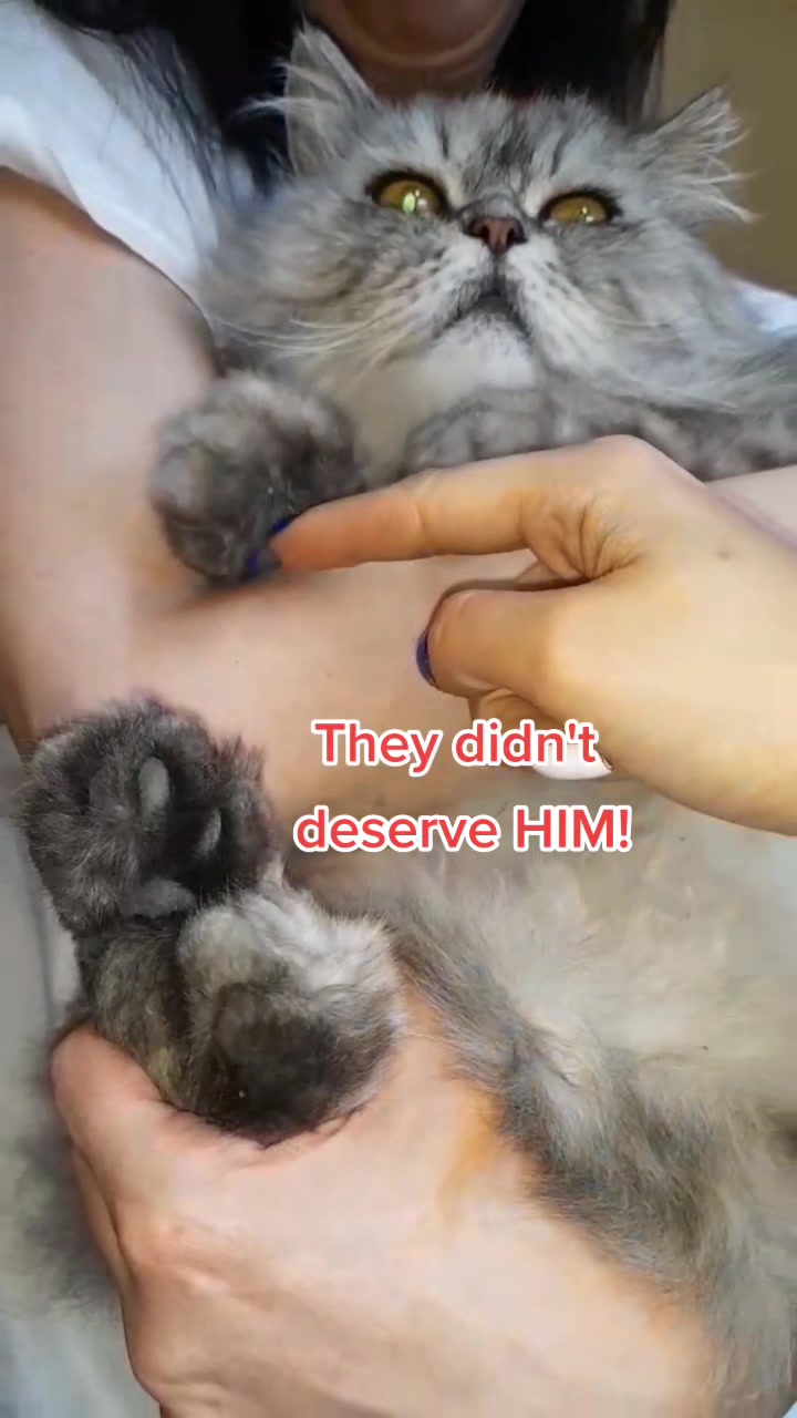 @Fluffy - the persian cat