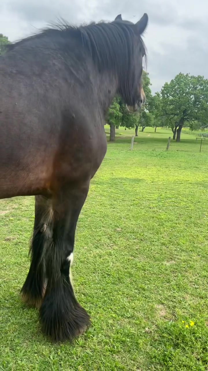 @Winston James The Clydesdale