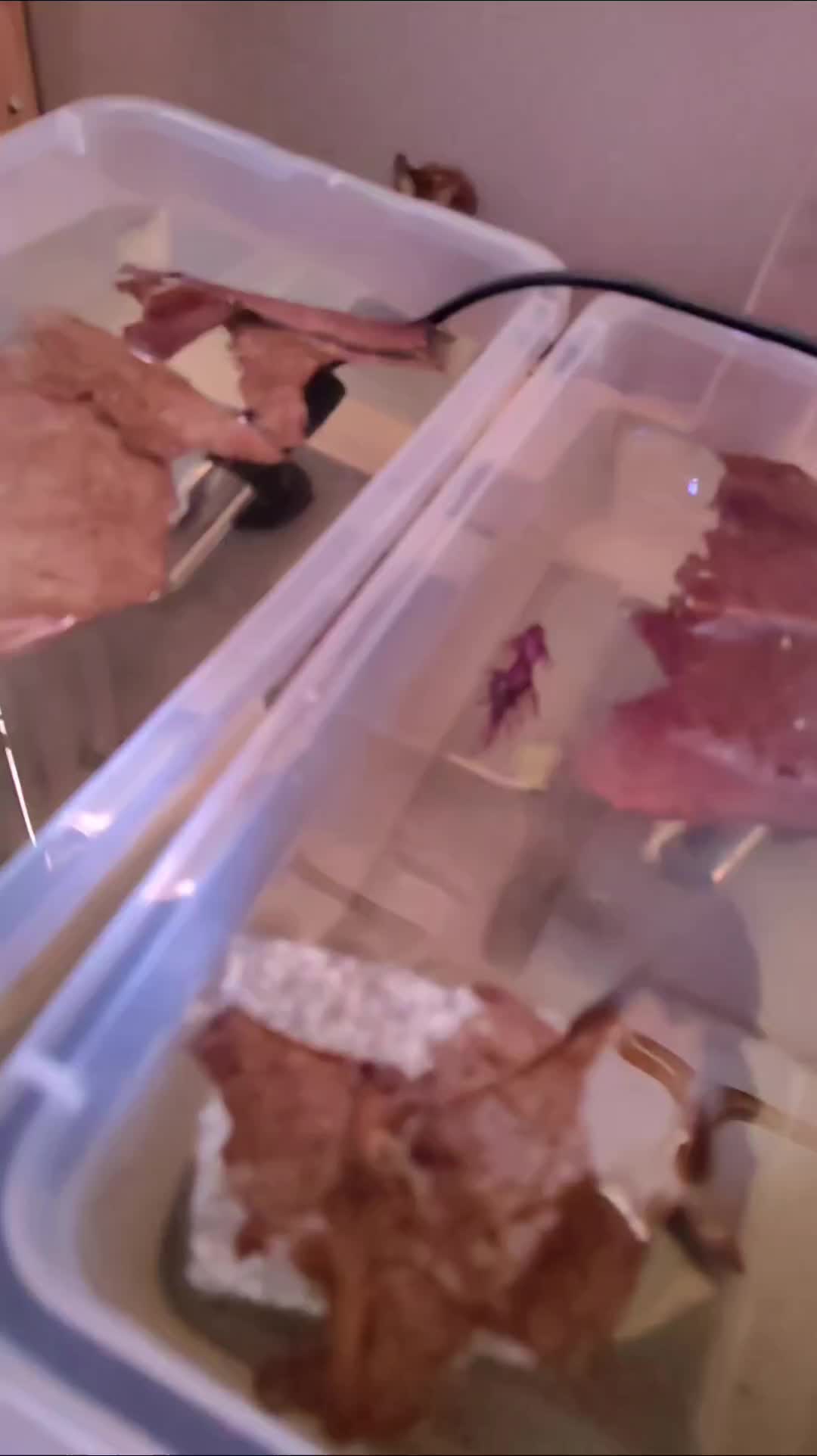 @🐠 M & D's Fish 🐠